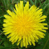 Dandelion