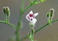 Andrographis Paniculata