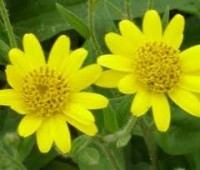 Arnica