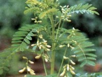 Astragalus