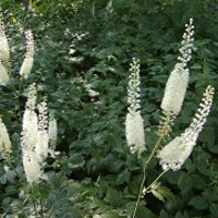 Black Cohosh