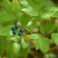 Blue Cohosh