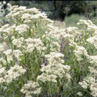 Boneset