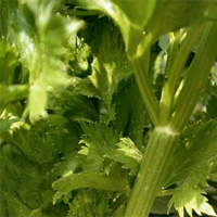 Celery Seed