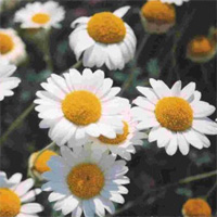 German Chamomile