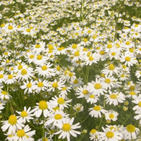 Chamomile (Roman)