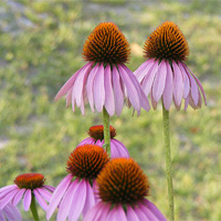 Echinacea