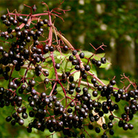 Elder Tree