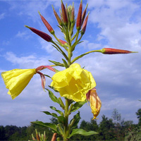 Evening Primrose