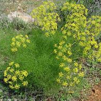 Fennel