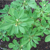 Fenugreek