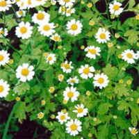 Feverfew