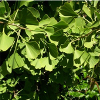 Ginkgo Biloba