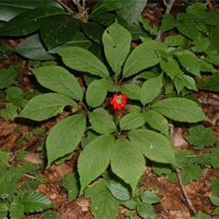 Ginseng (American)