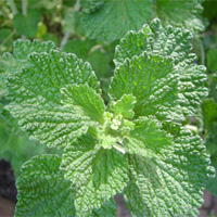 Horehound