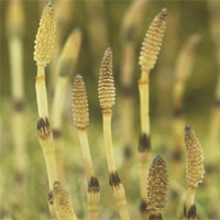 Horsetail