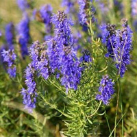 Hyssop