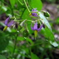 Indian Nightshade