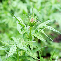 Indian Valerian