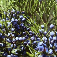 Juniper Berries