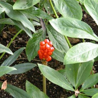 Jack-in-the-pulpit