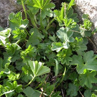 Lady's Mantle