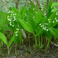 Lily of the Valley