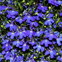 Lobelia