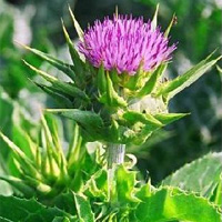 Milk Thistle