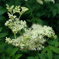 Meadowsweet