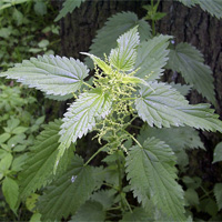 Nettle