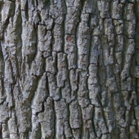 Oak Bark