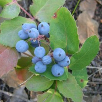 Oregon Mountain Grape