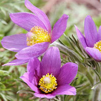 Pasque Flower