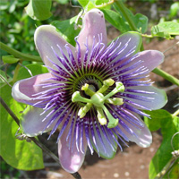 Passion Flower