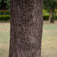 Pau d’arco