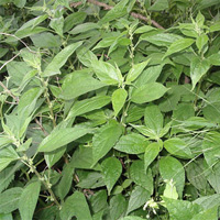 Pellitory