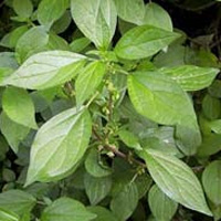 Pellitory of the Wall