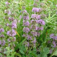 Pennyroyal
