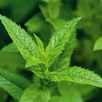 Peppermint
