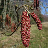 Red Alder