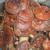 Reishi