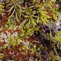 Sargassum