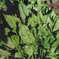 Sorrel