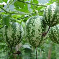 Trichosanthes fruit