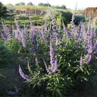 Vitex