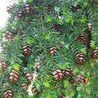 Western Hemlock