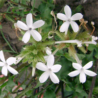 White Leadwort