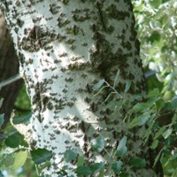 White Poplar