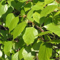 White Birch